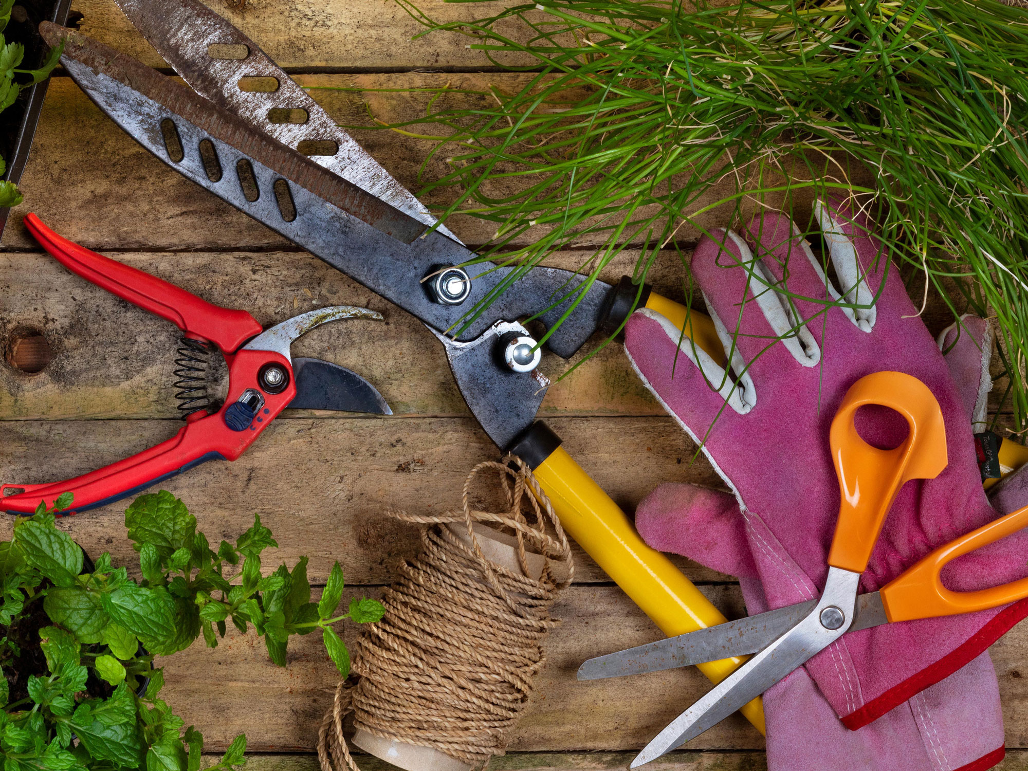 Gardening & Pruning Image